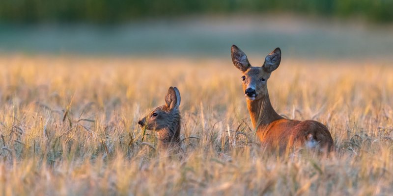 What does hotsell deer mean
