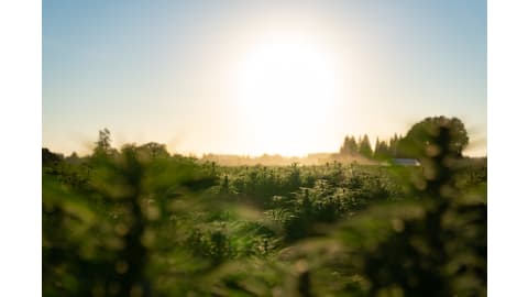 Do You Know Where Your CBD Comes From? Take A Look