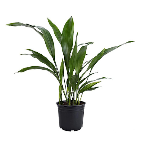 cast iron plant in black plastic pot in front of white background cast iron plant in black plastic pot in front of white background