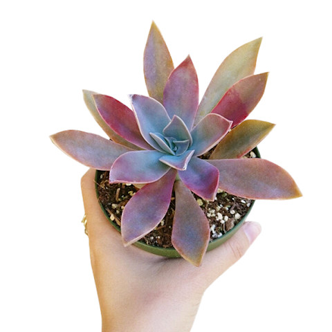 hand holding Graptoveria Fred Ives purple succulent in small container hand holding Graptoveria Fred Ives purple succulent in small container