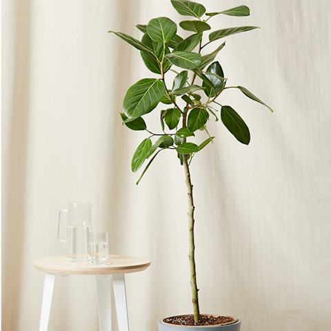 tall ficus audrey in front of light curtain next to small end table