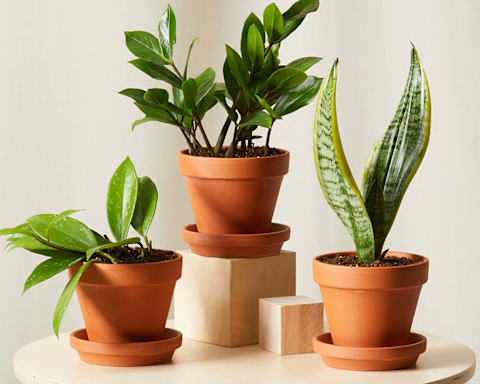 Three plants in terracotta pots on table Three plants in terracotta pots on table