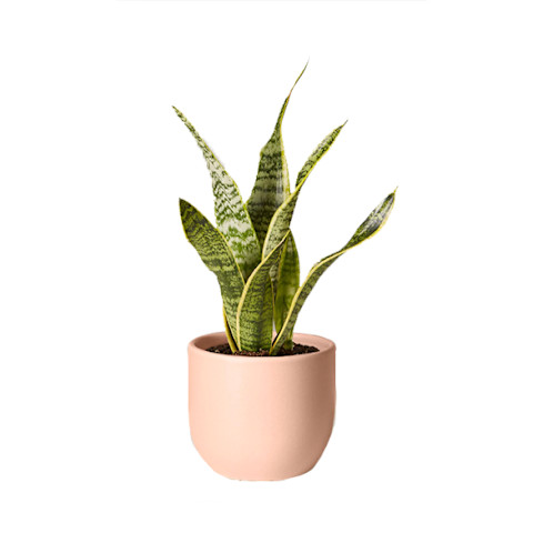 snake plant in light pink container snake plant in light pink container