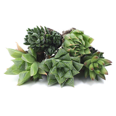pile of green Haworthias pile of green Haworthias