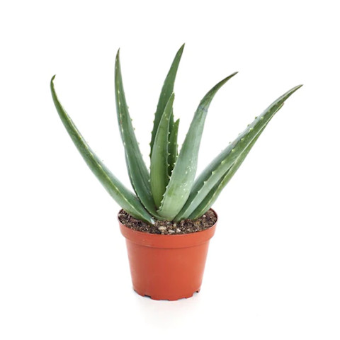 aloe vera plant in orange container aloe vera plant in orange container