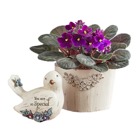 african violet flowers with keepsake african violet flowers with keepsake