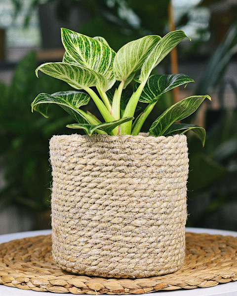 Philodendron Birkin Philodendron Birkin