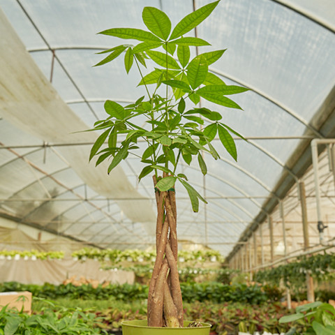 money tree sitting in bright greenhouse