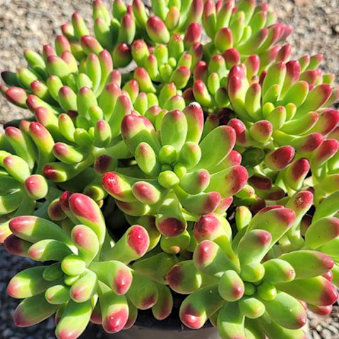 bright green succulent with red tips in sunny garden bright green succulent with red tips in sunny garden