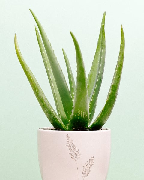 Aloe Vera Plant