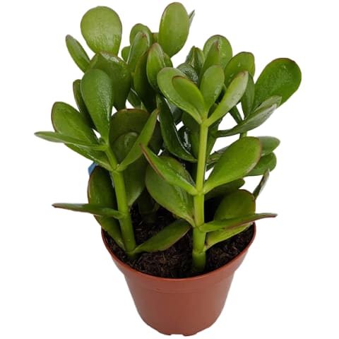 green jade plant in red plastic container