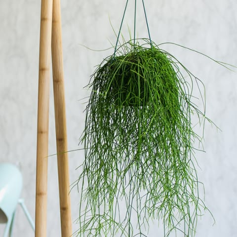 mistletoe cactus hanging