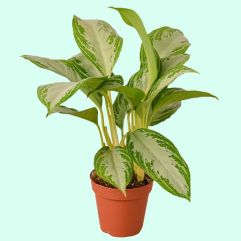 chinese evergreen plant in plastic pot against light blue background