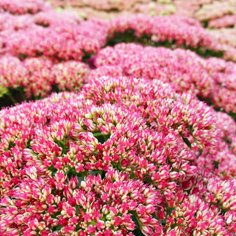 Sedum Autumn Joy pink in field