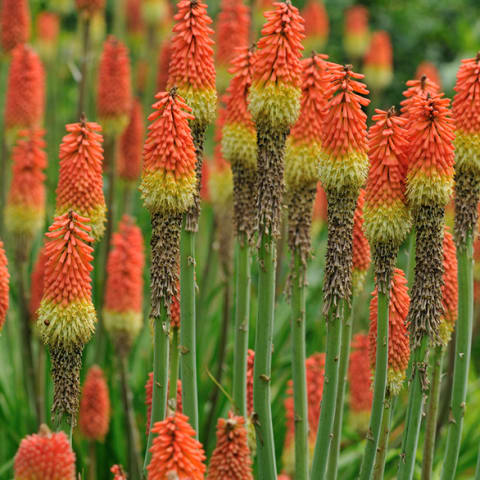 Torch Lily yellow orange in field