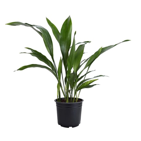 cast iron plant in black plastic pot in front of white background