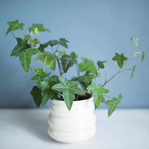 English Ivy in pot