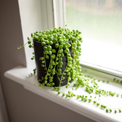 strong of pearls on windowsill