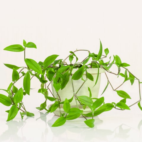 Wandering trad (Tradescantia fluminensis) in white pot