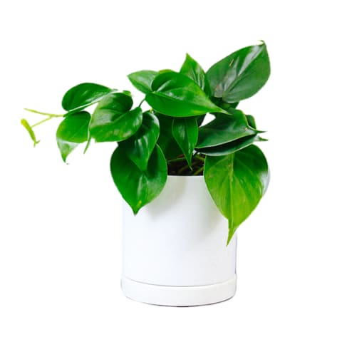 philodendron cordatum in white container on white background