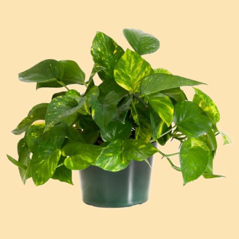 healthy pothos plant in plastic pot against tan background