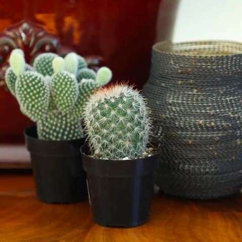 cactus plants next to decorative vase on tabletop cactus plants next to decorative vase on tabletop
