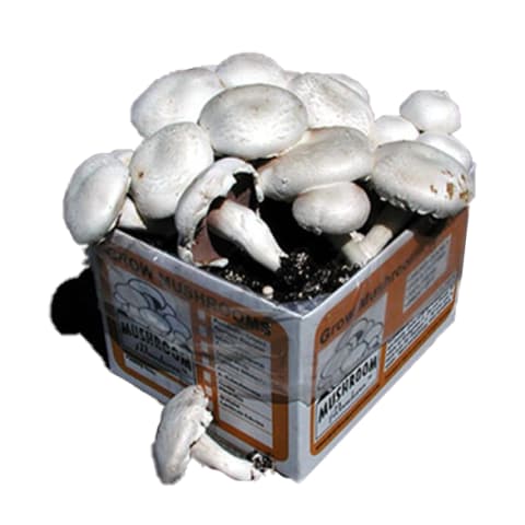 white mushrooms growing in box kit