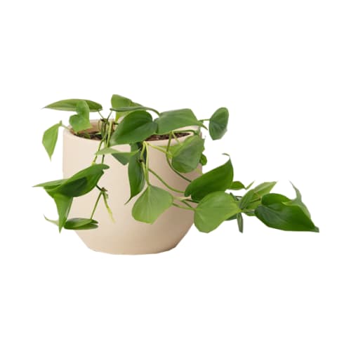green philodendron in cream container with trailing leaves