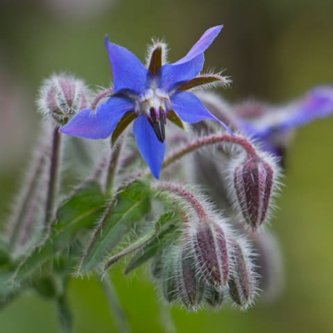 borage flower closeup in the field