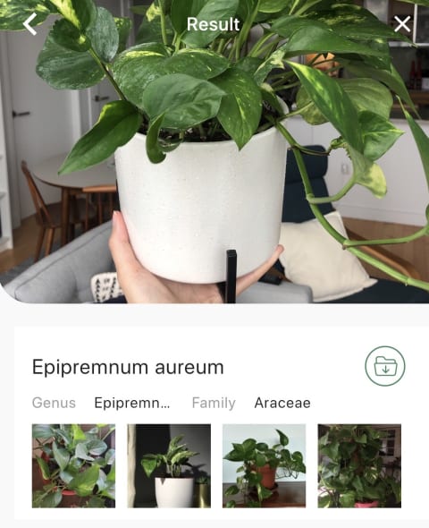 screenshot of a plant identification app