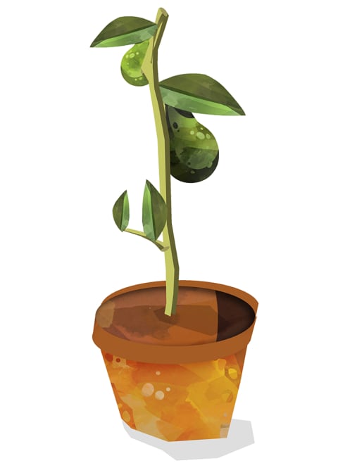  illustration of avocado tree growing in pot