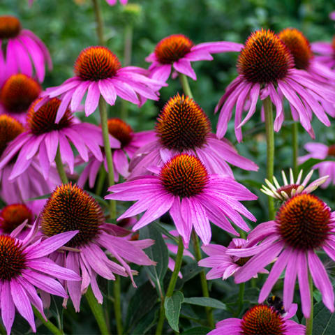  purple coneflowers in field