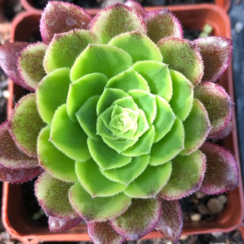 bright green aeonium in small square container