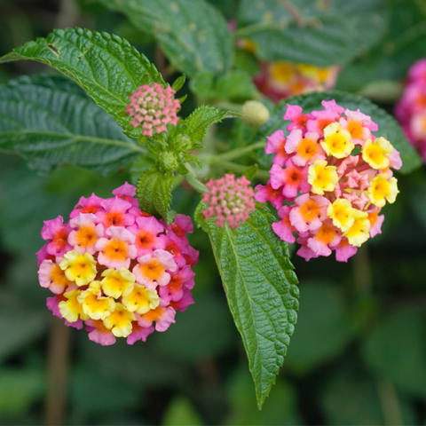 Lantana Flower  close up in field