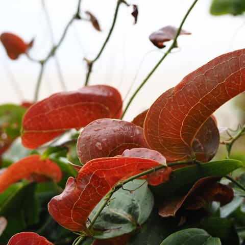 Kangaroo vine close up