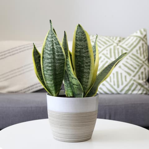 snake plant with yellow and green leaves on table in front of grey sofa