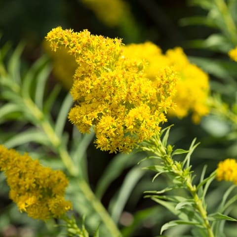 marigold flower in garden