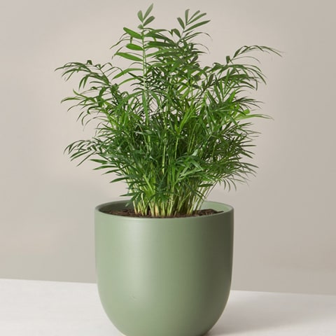 parlor palm in green container