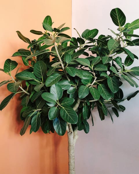 Ficus Audrey