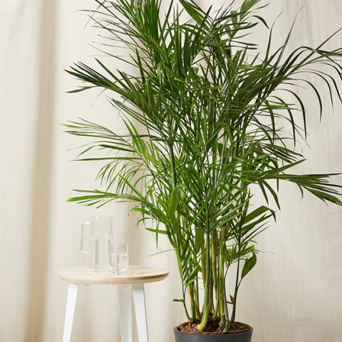 bamboo palm in front of light cloth with end table next to it