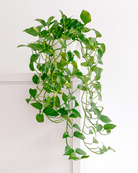 13 Best Climbing/Trailing/Creeper Indoor Plants for the Home – Cheeky Plant  Co.