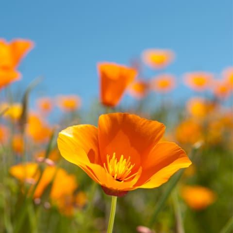 orange California Poppy in field