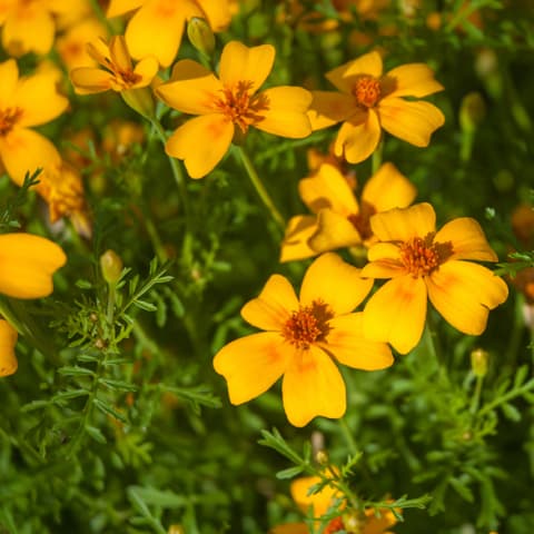 little gem marigolds in field