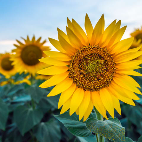 sunflowers in the field