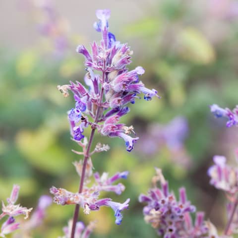 catmint blossom in field