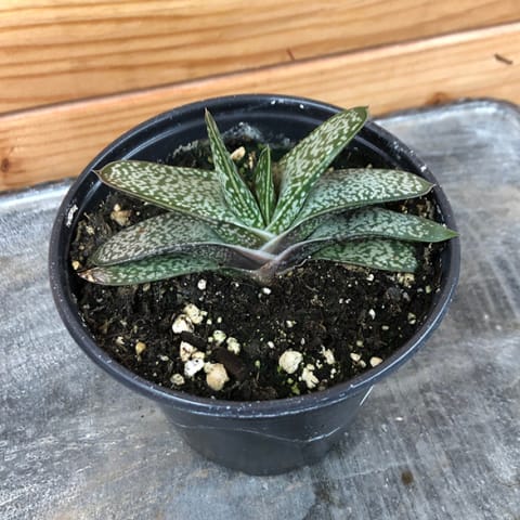 dark green gasteria plant in black container on concrete