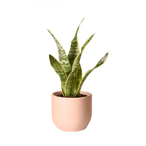 snake plant in light pink container