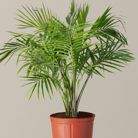 majesty palm in plastic container 