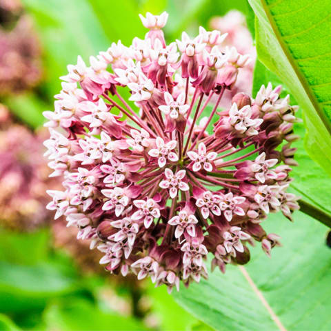 milk weed in field