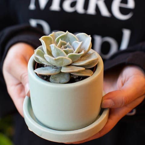 two hands holding small echeveria lola in a green pot